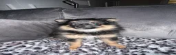 Pomeranian dogs for sale: Phoenix - Ad 3