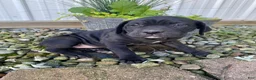 Cane Corso dogs for sale: Jennifer - Ad 9