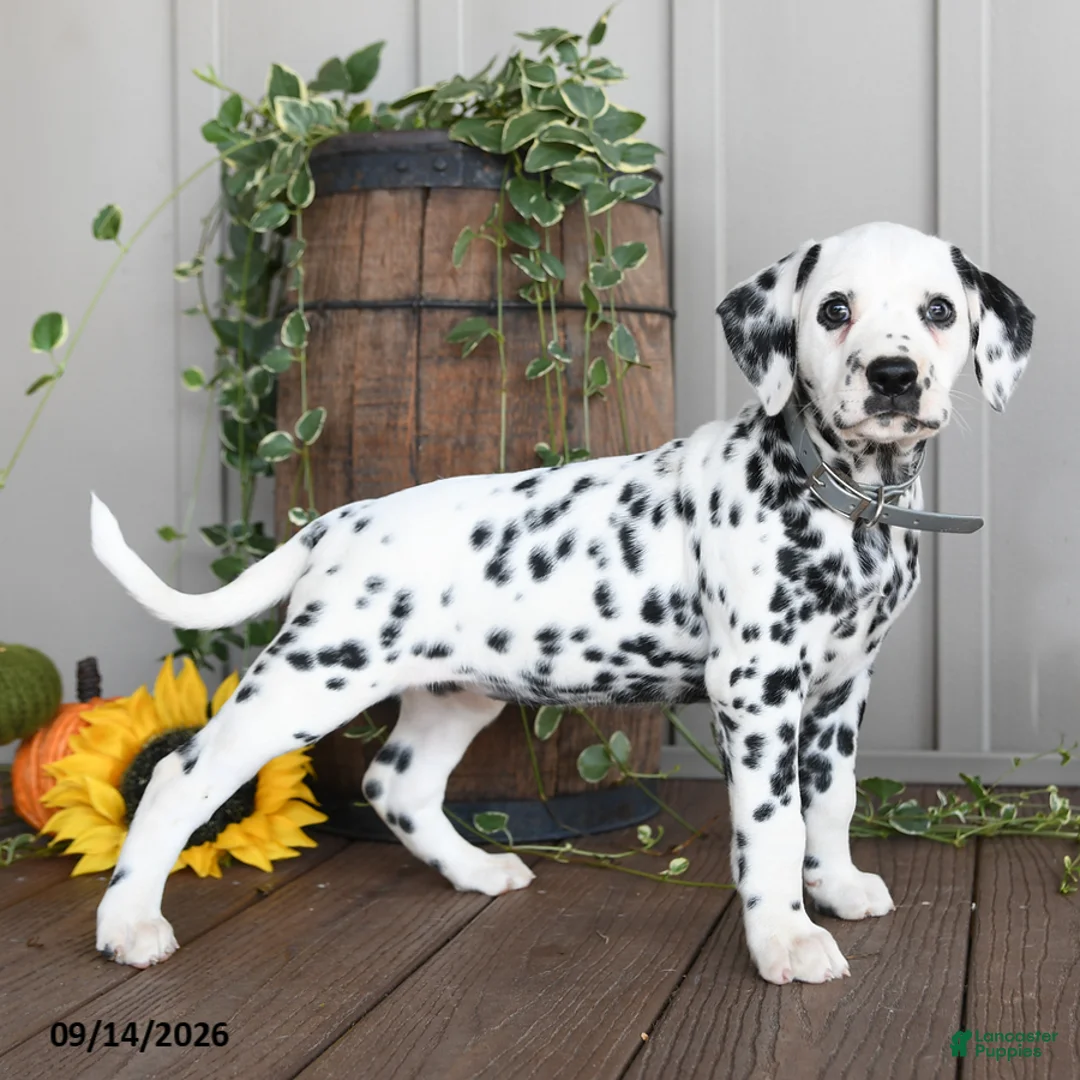 Dalmatian dogs for sale: Lashes - Ad 1