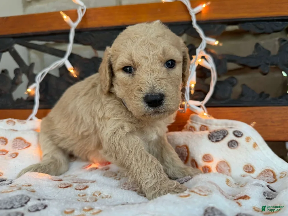Labradoodle dogs Zella (Girl) - Ad 2