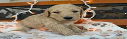 Labradoodle dogs for sale: Zella (Girl) - Ad 2