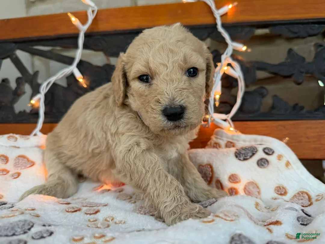Labradoodle dogs for sale: Zella (Girl) - Ad 2