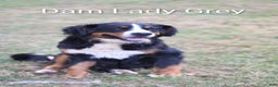 Bernese Mountain Dog dogs for sale: Anastasia  - Ad 2
