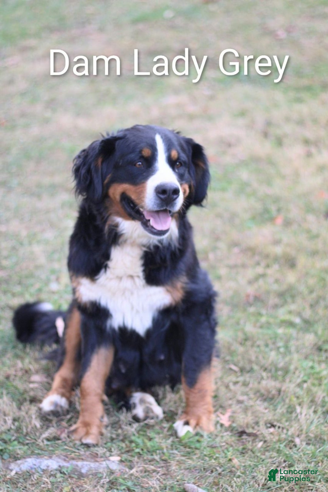 Bernese Mountain Dog dogs for sale: Anastasia  - Ad 2