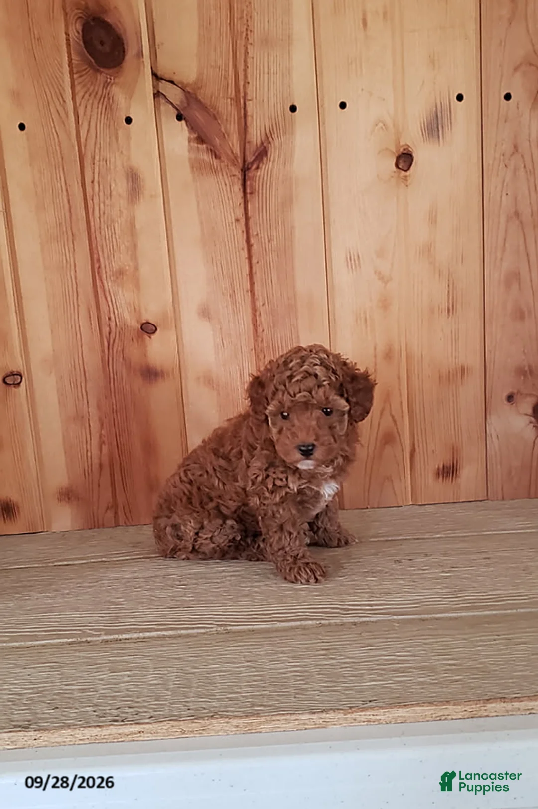 Toy Poodle dogs for sale: Polly - Ad 5