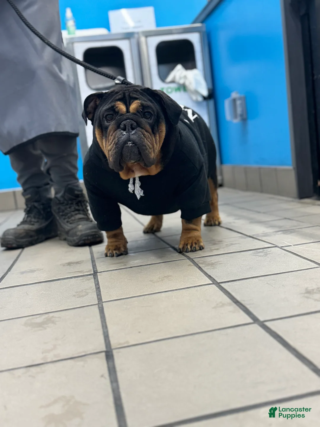 English Bulldog dogs for sale: Blackjack  - Ad 4