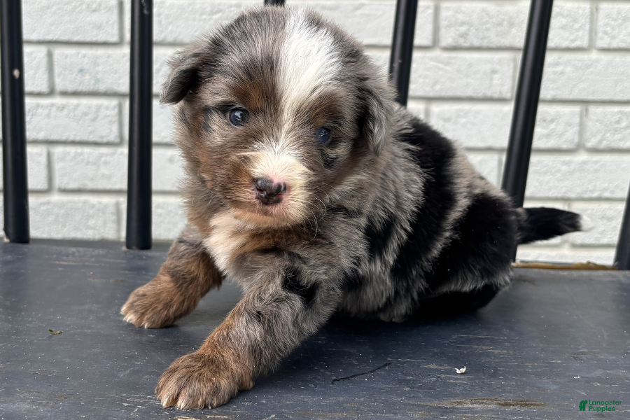 Mini Bernedoodle dogs Bailey - Ad 19