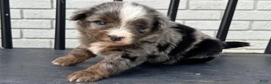 Bailey