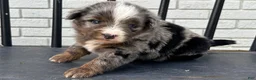 Mini Bernedoodle dogs for sale: Bailey - Ad 1