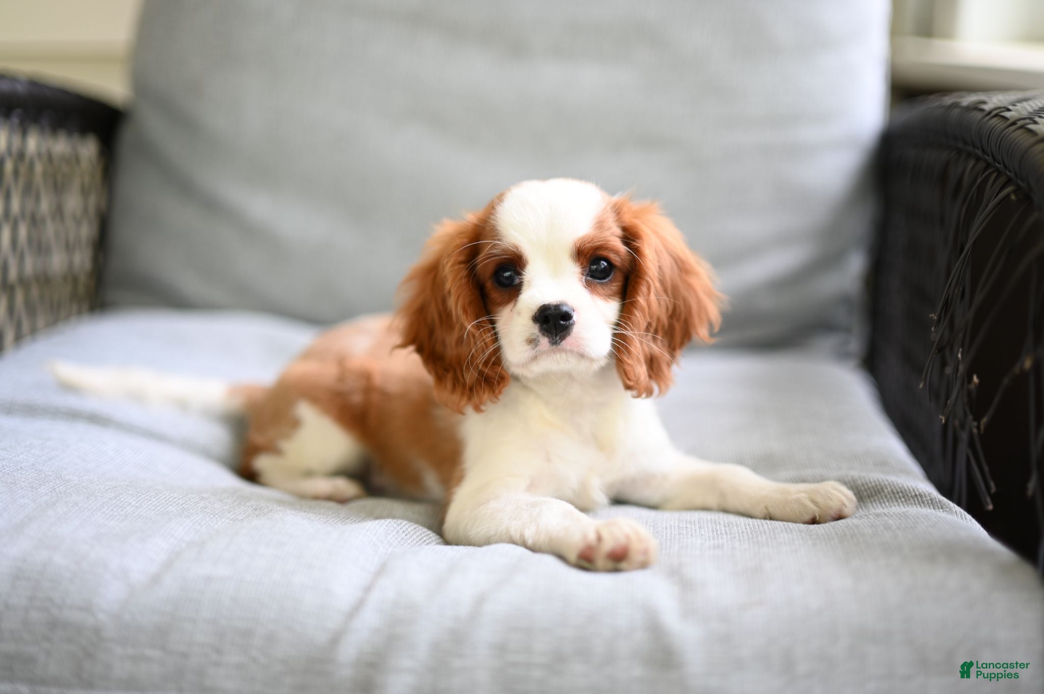 Cavalier King Charles Spaniel dogs Vance - Ad 1
