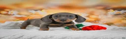 Miniature Dachshund dogs for sale: Dallas - Ad 11