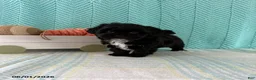 Mixed Breed dogs for sale: Midnight - Ad 2