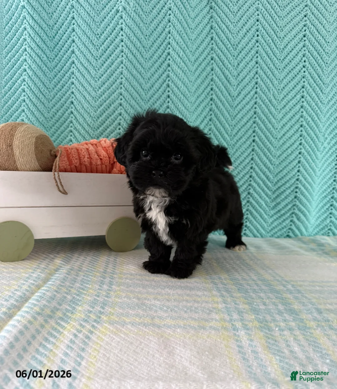 Mixed Breed dogs for sale: Midnight - Ad 2
