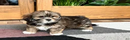 Lhasa Apso dogs for sale: Ken - Ad 10