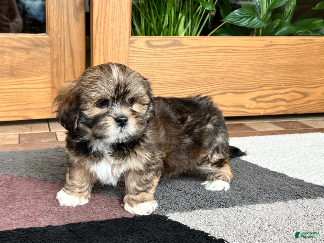 Lhasa Apso dogs for sale: Ken - Ad 10
