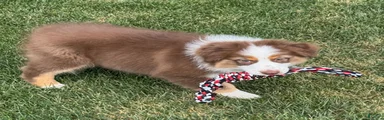 Australian Shepherd Male