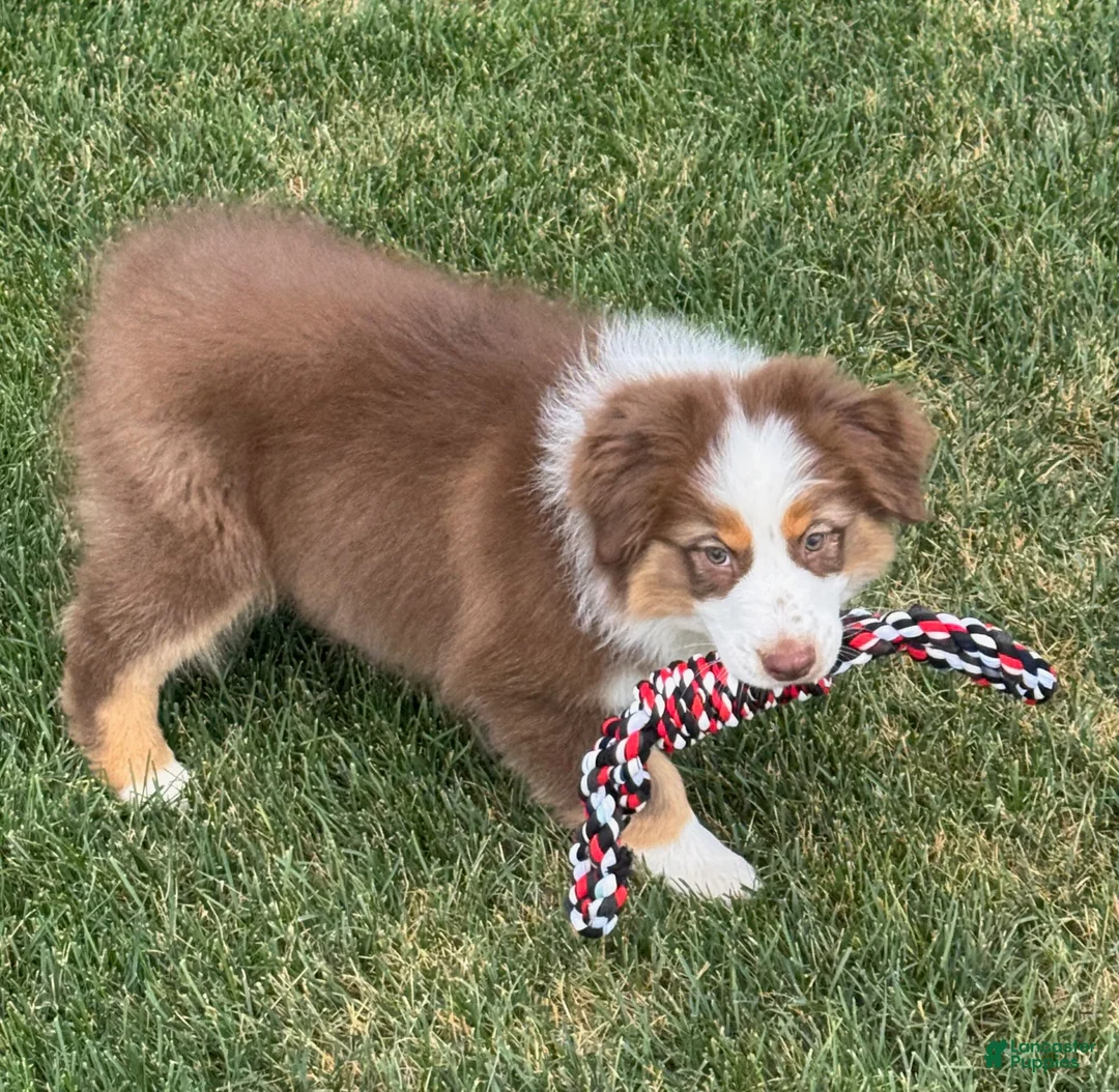 Australian Shepherd dogs for sale: Australian Shepherd Male - Ad 1