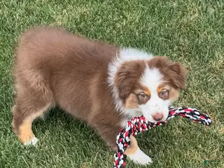 Australian Shepherd dogs Australian Shepherd Male - Ad 7