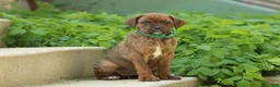 Mixed Breed dogs for sale: Ivy - Ad 1