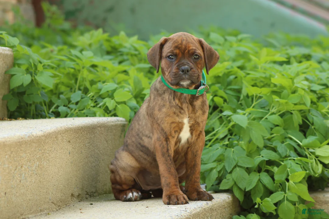 Mixed Breed dogs for sale: Ivy - Ad 1