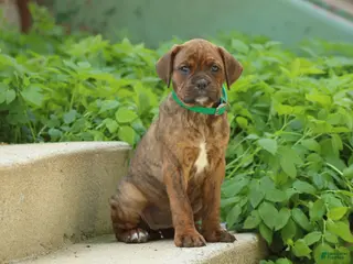 Mixed Breed dogs Ivy - Ad 13