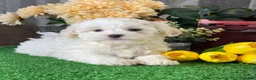 Havanese dogs for sale: Howie - Ad 2