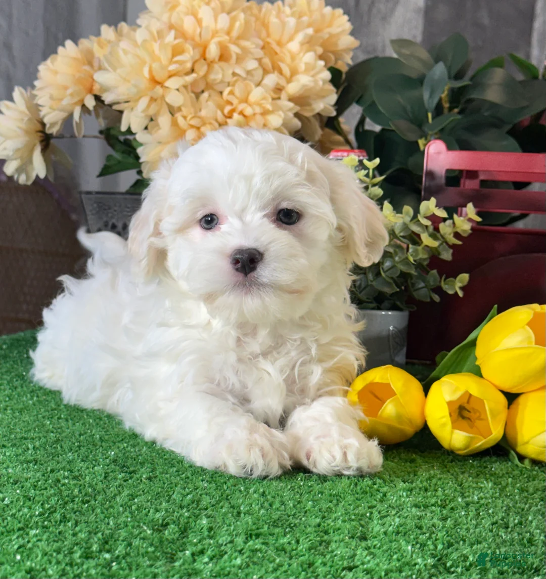 Havanese dogs for sale: Howie - Ad 2