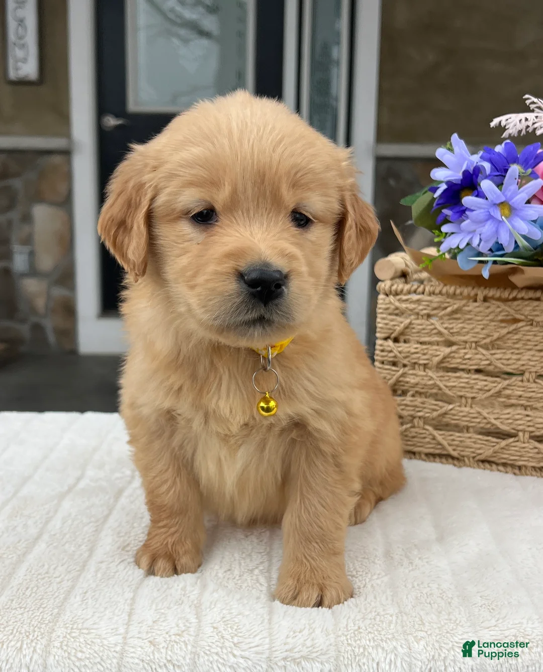 Golden Retriever dogs for sale: Dakota - Ad 1
