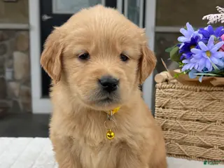 Golden Retriever dogs for sale: Dakota - Ad 1