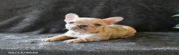French Bulldog dogs for sale: Peaches - Ad 3