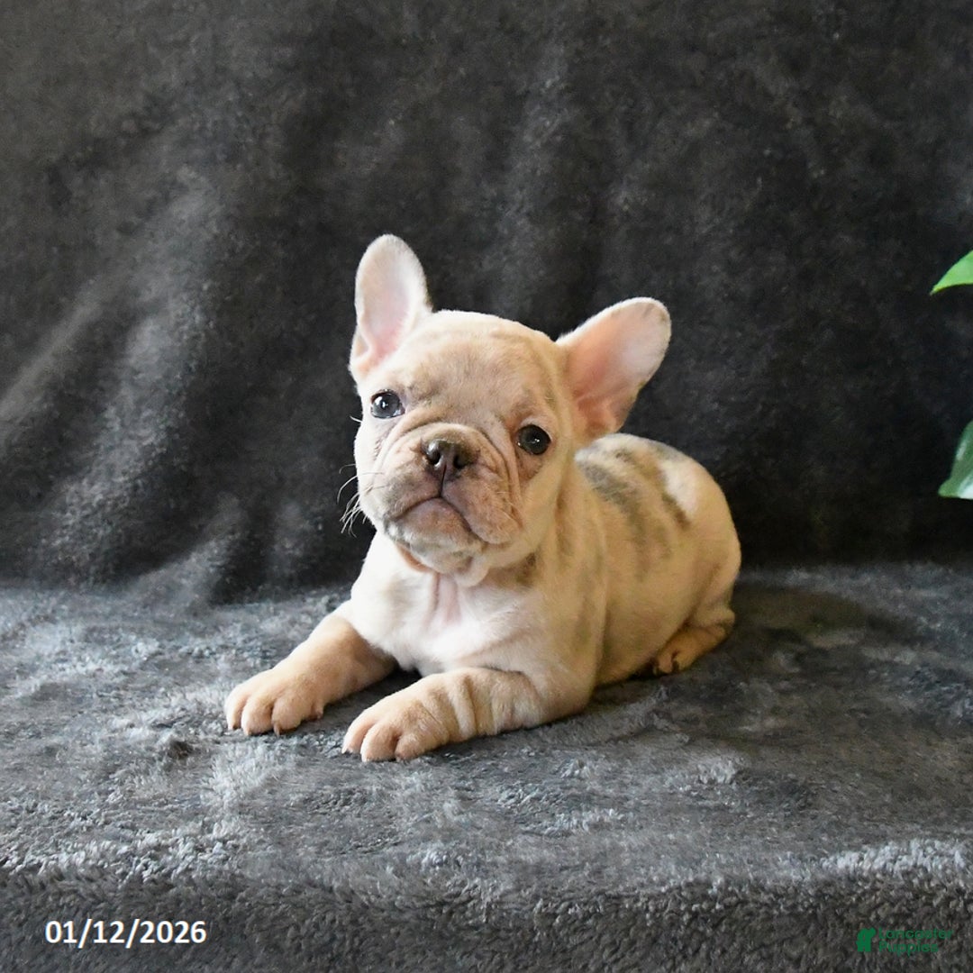 French Bulldog dogs for sale: Peaches - Ad 3