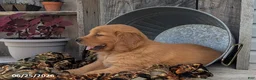 Golden Retriever dogs for sale: Mason - Ad 5