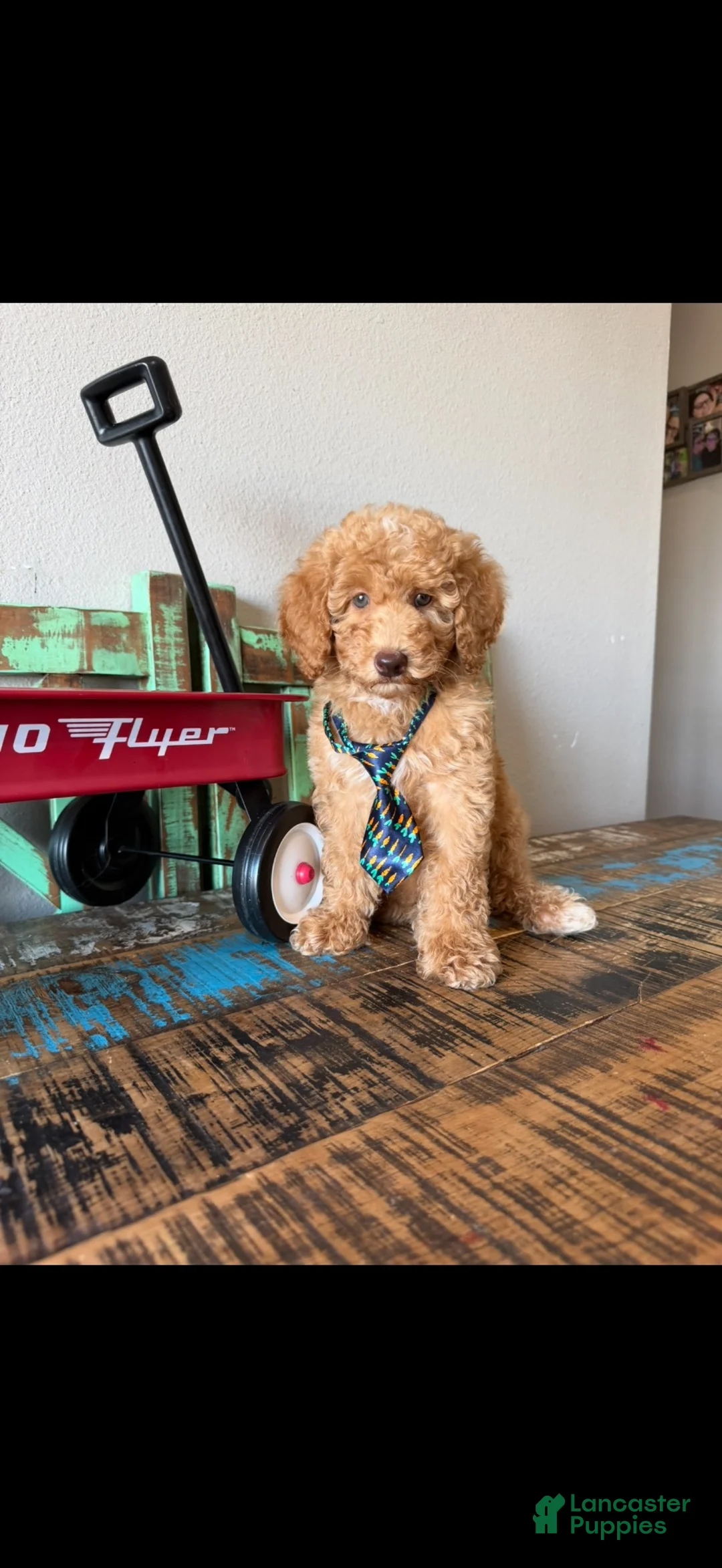 Miniature Poodle dogs for sale: Meet Ollie! Akc Clear 🧬 At/At Ky/Ky b/b e/e N/S - Ad 18