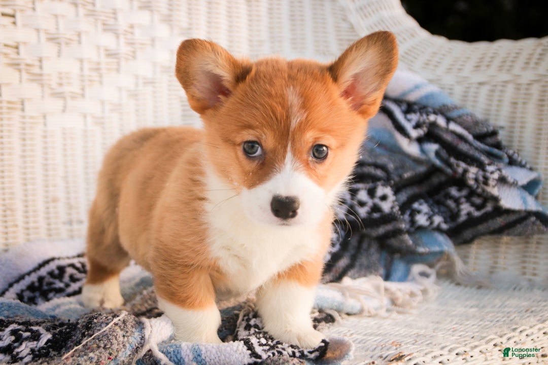 Welsh Corgi Pembroke dogs for sale: Spike - Ad 3