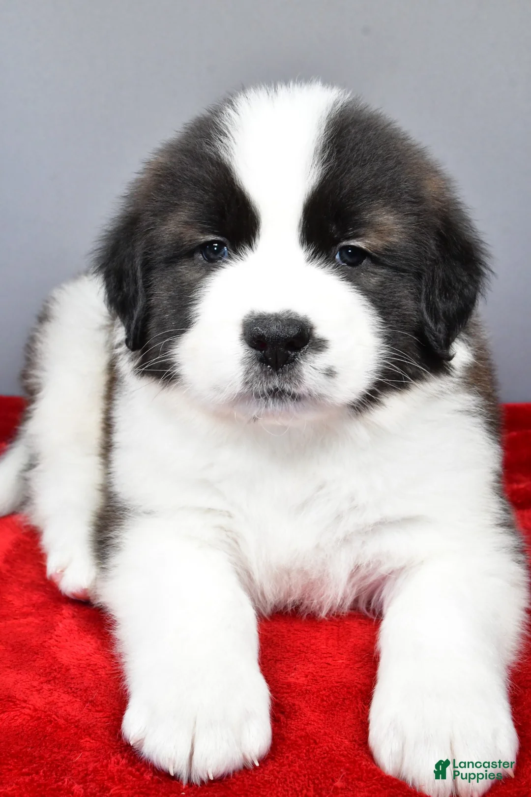 Saint Bernard dogs for sale: forest - Ad 5