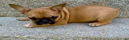 French Bulldog dogs for sale: French Bulldog Oakley  - Ad 4