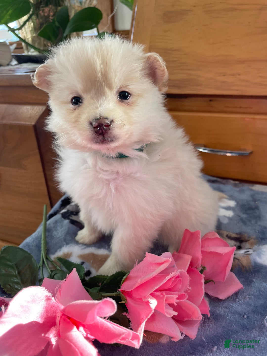 Pomeranian dogs for sale: Perry - Ad 4