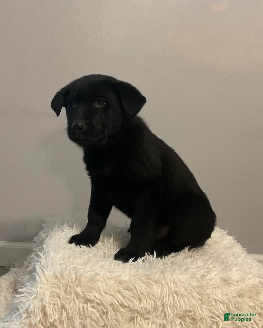 Mixed Breed dogs for sale: Blake  - Ad 5