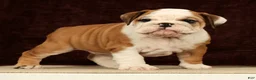 English Bulldog dogs for sale: Maxx - Ad 2