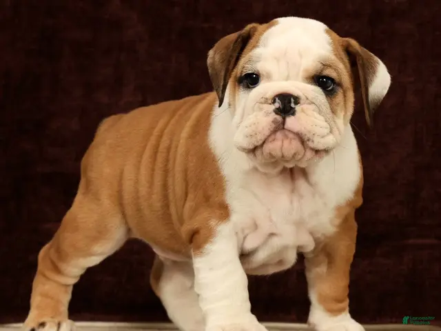 English Bulldog dogs for sale: Maxx - Ad 2