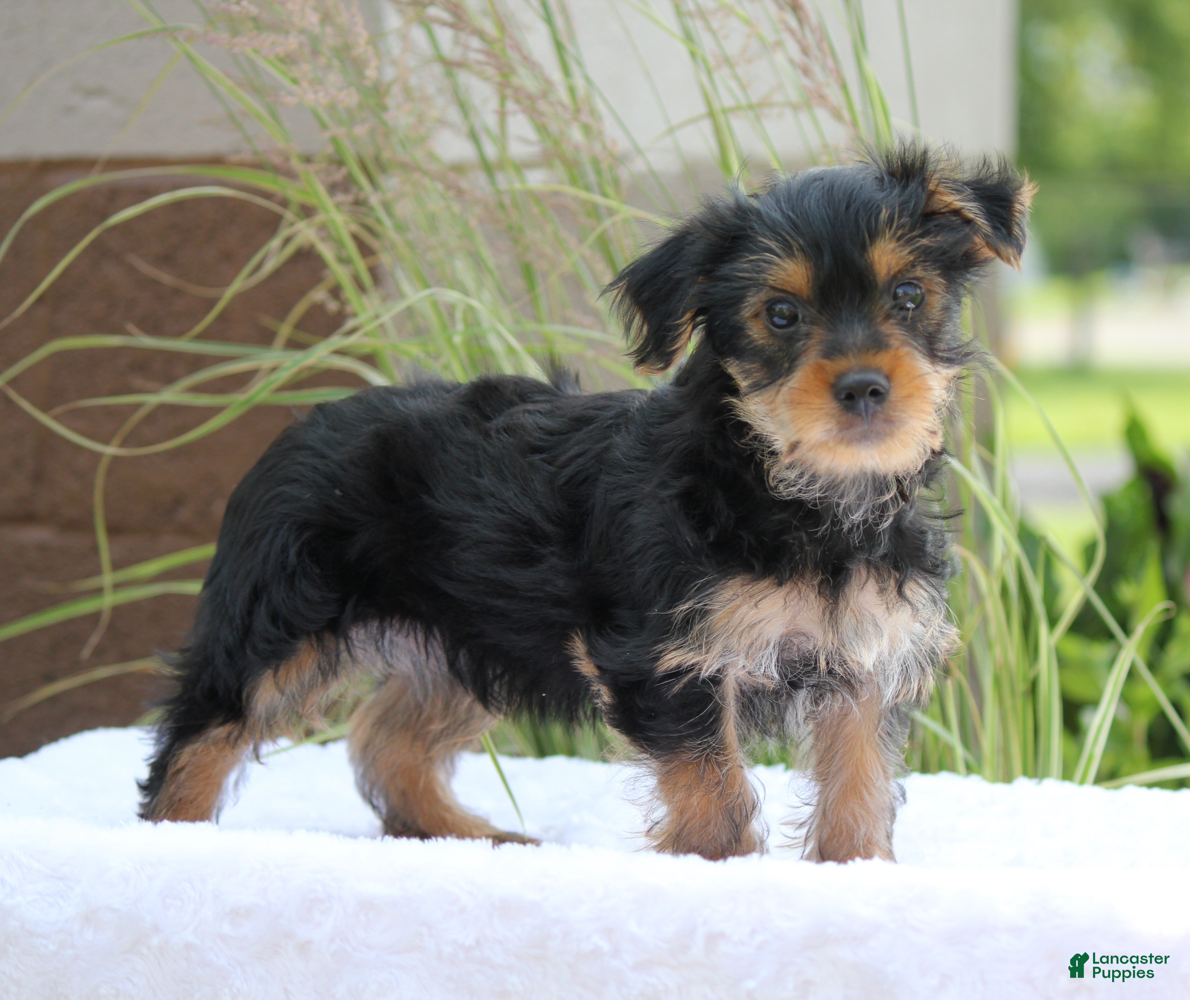 Yorkshire Terrier dogs Mason - Ad 1