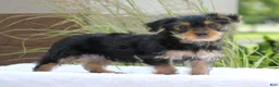 Yorkshire Terrier dogs for sale: Mason - Ad 1
