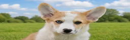 Welsh Corgi Pembroke dogs for sale: Clifford - Ad 3