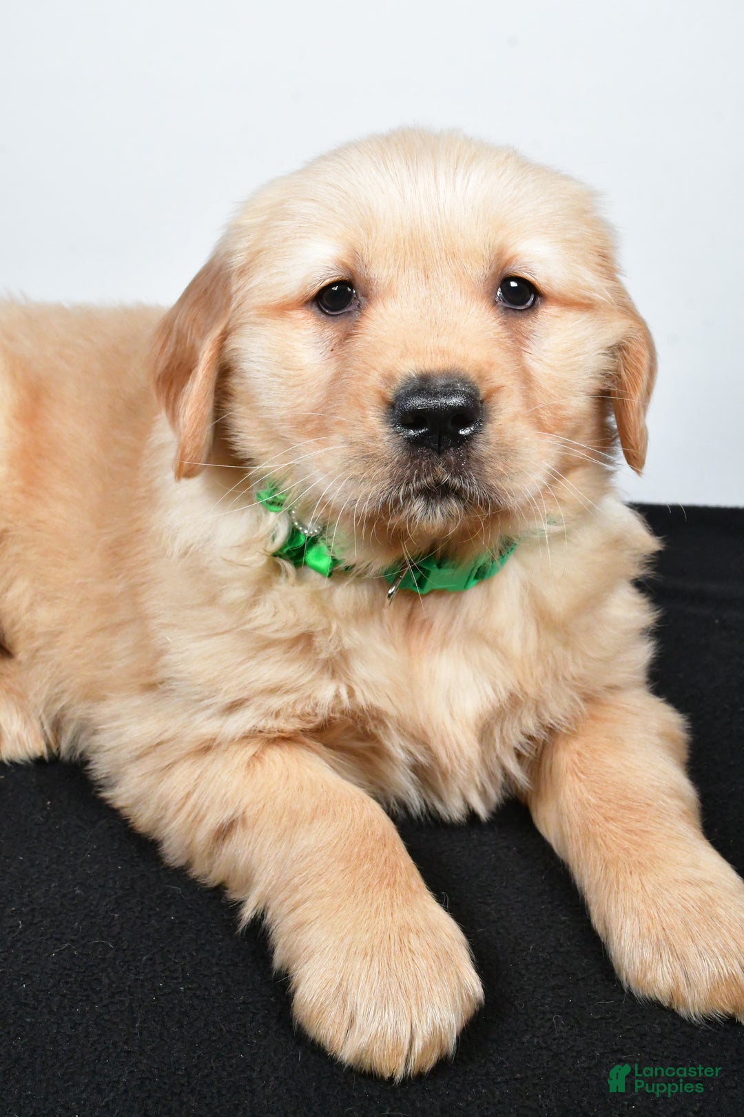 Golden Retriever dogs for sale: Jessica - Ad 4