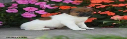 Jack Russell Terrier dogs for sale: Whistle - Ad 3