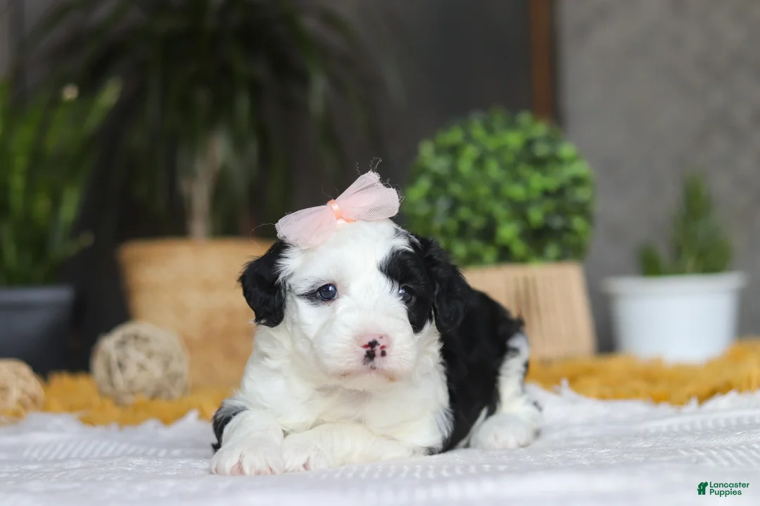 Sheepadoodle dogs for sale: Bunni - Ad 3