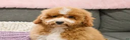 Mini Goldendoodle dogs for sale: Spaghetti - Ad 8