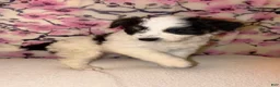 Mixed Breed dogs for sale: Marcus - Ad 1