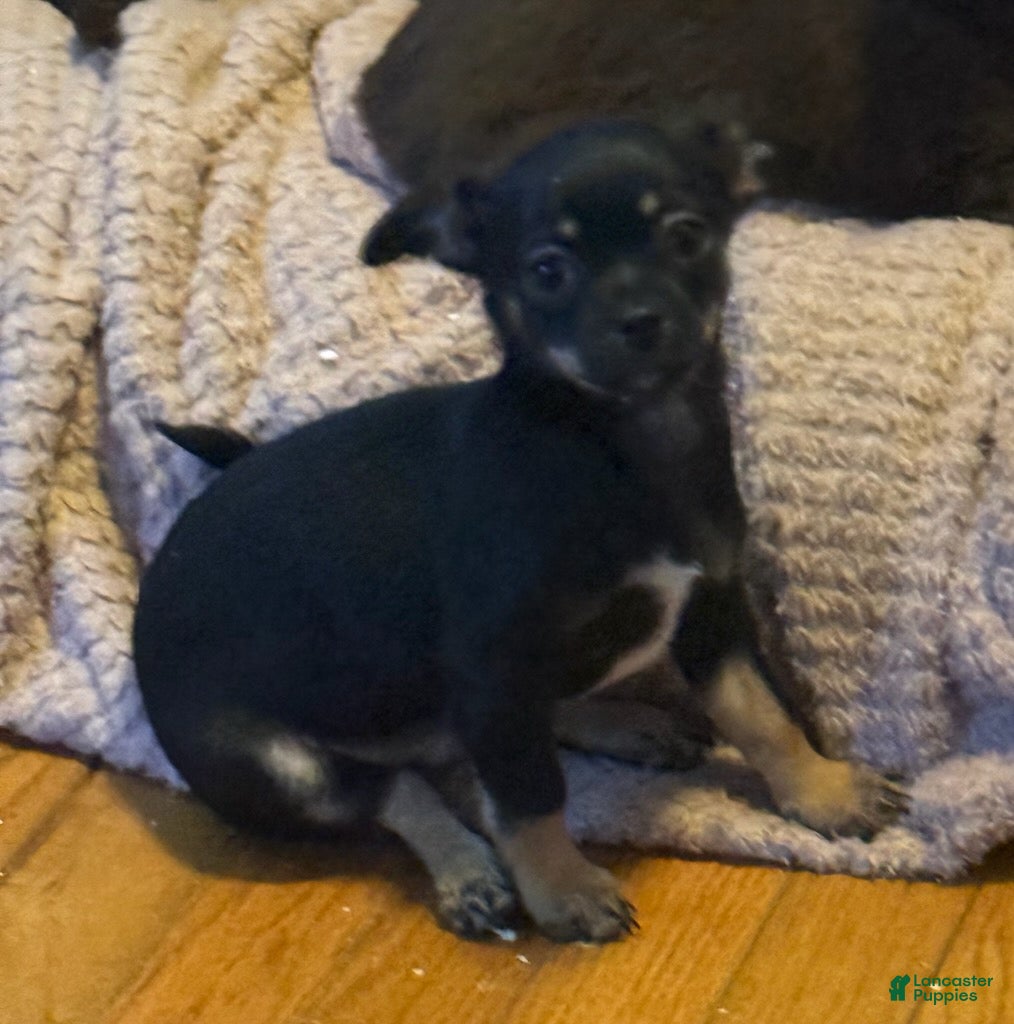 Chihuahua dogs Howie - Ad 2