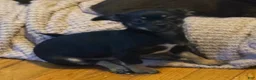 Chihuahua dogs for sale: Howie - Ad 2